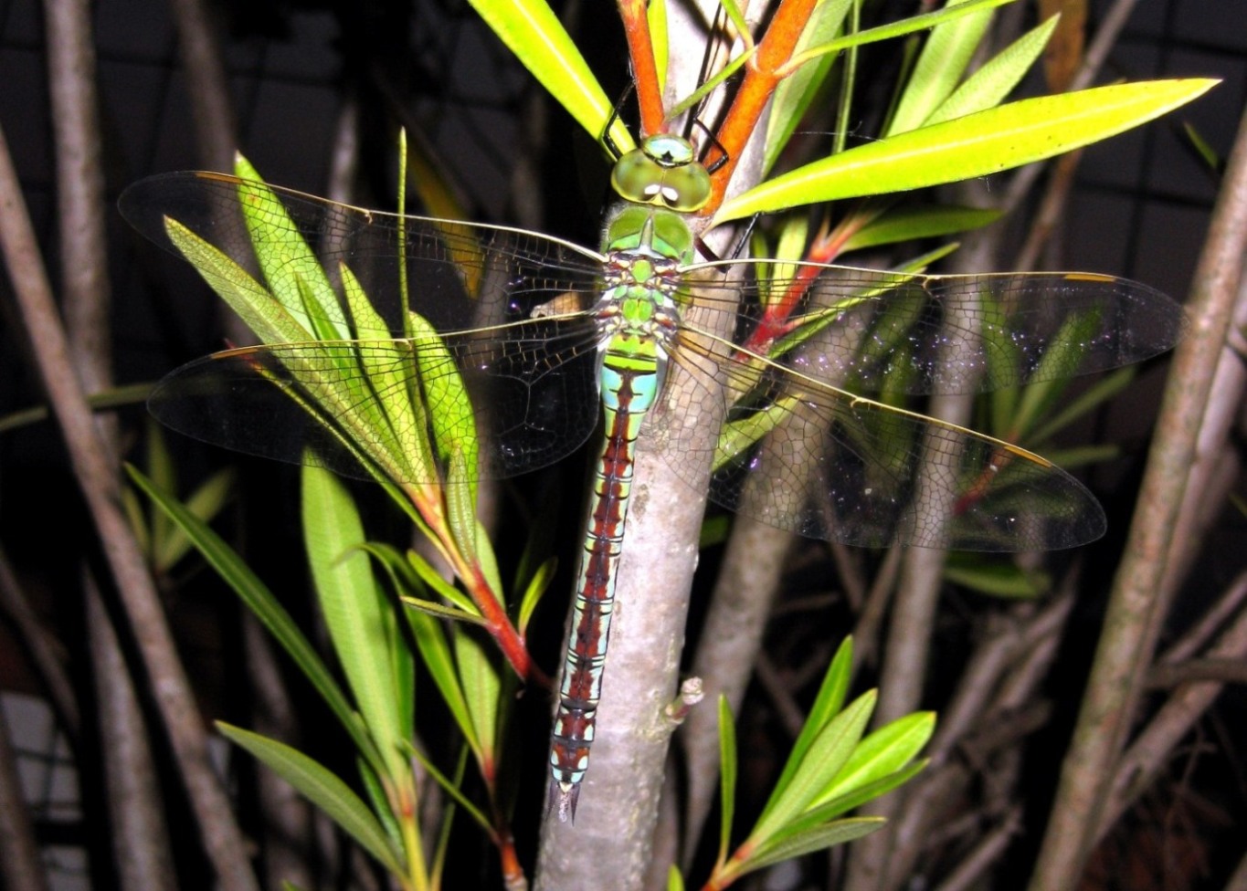 aeshna quale? Anax imperator